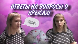 ОТВЕТЫ НА ВОПРОСЫ ПРО КРЫС (и про полезности) + НОВЫЙ ПИТОМЕЦ!