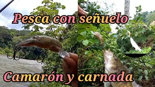 pesca con señuelo CAMARÓN REBEL y carnada