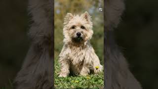 Quick West Highland White Terrier Facts - The Gift of the Scottish - Animal a Day #shorts