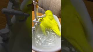 You Won't Believe How This Bird Enjoys Bath Time! #birds  #viral #parakeet #parrot #shorts