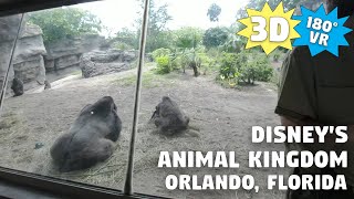 [3D VR] Disney's Animal Kingdom - Daytime Explore