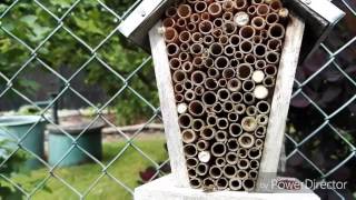 BIO Gemüse aus dem eigenen Garten. Teil 2