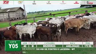 LOTE Y05