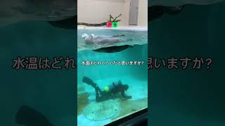 【鳥羽水族館】ラッコ水槽の潜水掃除は超過酷！？ #鳥羽水族館 #tobaaquarium #ラッコ #seaotter