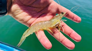 Carnada irresistible para Róbalos y Pargos // pesca con CAMARÓN VIVO!