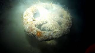 Dive Guernsey - Cement Wreck Night Dive - 21-10-16