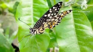 কালারফুল একটি প্রজাপতি এবং প্রকৃতির ভিডিওগ্রাফি।