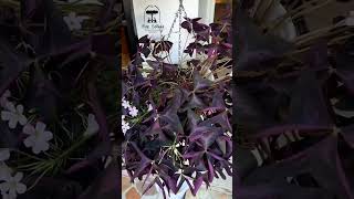 RIEGO DE OXALIS TRIANGULARIS | TRÉBOL MORADO CUIDADOS | TRÉBOL MARIPOSA 🦋 PLANTAS RARAS Y BONITAS