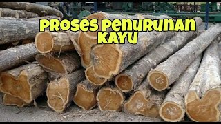 PENURUNAN KAYU MAHONI & KAYU JATI - GEROBAK ANGKRINGAN