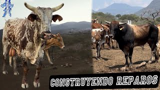 HONOR A QUIEN HONOR MERECE| CHILTEPIN Y FLOR DE MAYO DE VACACIONES CON LAS VACAS A CONSTRUIR REPAROS