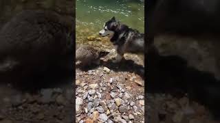 Racoon shares a secret with your dog 🐶🐕🐶🐕🐶 #vermont #idaho #montana  #peppapig #mouse