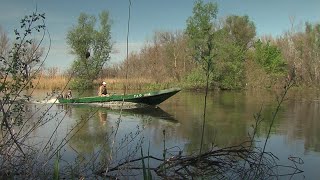 Птичий рай в дельте Волги. Nature of Russia. Delta of the Volga. Bird paradise.