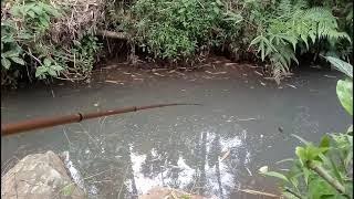 Mancing Ikan Dibawah Jembatan Kayu Kelapa