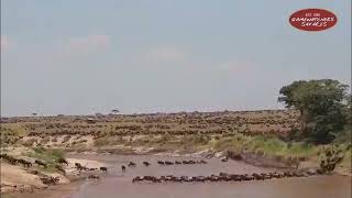 The Great Migration 2024 Begins: Thousands of Wildebeest Cross the Sand River in the Mara!