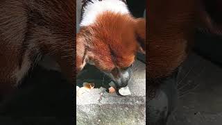 Doggy Gets An Egg!