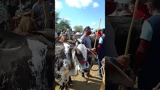 Feira de gado de Tabira PE