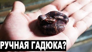 РУЧНАЯ ГАДЮКА! На руке же / Переезд мексиканских щитомордников