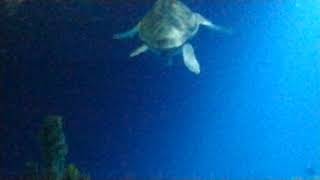 Sea turtle at The Deep, Hull