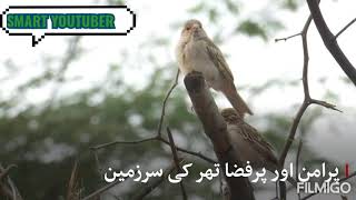 تھر کی سرزمین .  The land of Thar