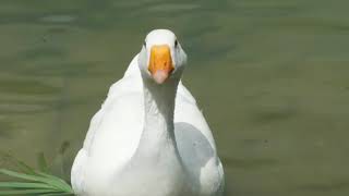 Los patos en la Laguna