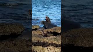 SWIMMING W SEA LONS!? #sandiego #beach #sealife