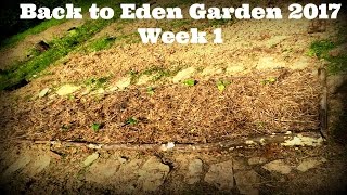 Back to eden garden 2017: week 1