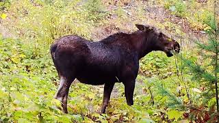 Moose Courting Sept 2023 Redo