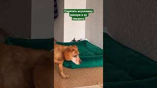 🐩КАК РАЗВИТЬ НЮХ СОБАКЕ⁉️#pet #dog #cat #animals #new #trending #family #funny #friends #shorts 🎃