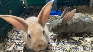 Baby Bunnies update 😍🥰🐰🐇