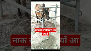 Esophageal Chock ।। Reching in Cattle।। Dr Suresh Jangir