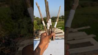 Tree Branch Strongness Test #shorts #outofmindexperiment