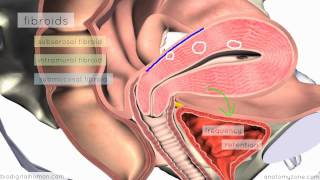 Clinical Reproductive Anatomy - Uterus - 3D Anatomy Tutorial