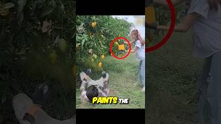 Seller Paints Mango Trees To Make The Appear Ripe And Sweet🤣 #movie #viral #shorts