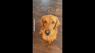 do you also pay the cheese tax? 🧀🧀 #cheesetax