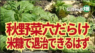 家庭菜園の秋野菜、ヨトウ退治に米糠を使う方法。無農薬派の方にも是非おためしいただきたい。10/14