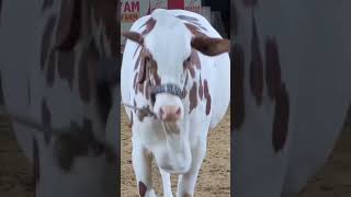 cow mandi update | New cow mandi | first truck