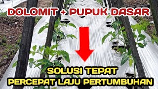 PART 1 : PENTINGNYA  KAPUR PERTANIAN DAN PUPUK DASAR UNTUK OLAH LAHAN BUDIDAYA TOMAT