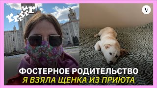 Я взяла щенка из приюта во время карантина I Фостерное родительство