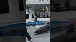 Cute Dolphin