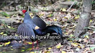 Siamese Fireback Pheasants at a water hole in East Thailand