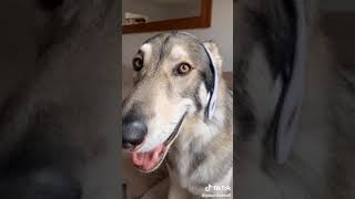 Cool Dog On Headphones 😎 #shorts #cute #dog #husky