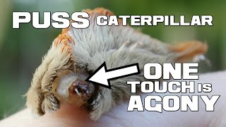 One Touch is AGONY - The Puss Caterpillar and Puss Moth - Animal a Day