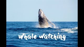 Whale Watching