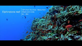 Elphinstone reef | Diving in Egypt - Red Sea | Plongée en Egypte 4K