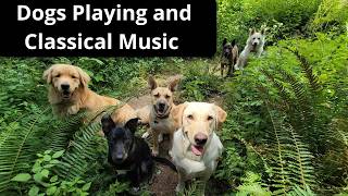 🐩🐾🌲🎼 11 Hours of Classical Music - Dogs Playing, Relaxing, and Frolicking in Nature! 🐩🐾🌲🎼