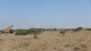 15 01 2017 Nairobi national park safari 4