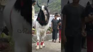 Qurbani ka bakra #biggoats #bakra #viral #youtubeshorts