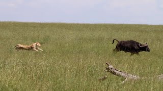 Buffalo cow caught grazing alone and gets lucky