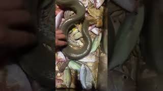 The most venomous snake in the sea #fishing #snake #ocean #sea #poison #shorts