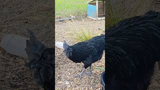 Ayam cemani crowing #ayamcemani #selfsufficientbackyard